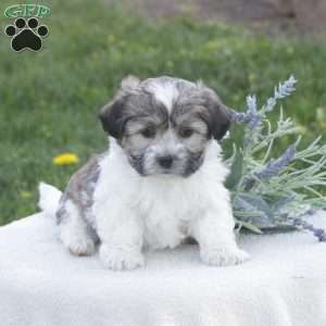 Sonny, Havachon Puppy